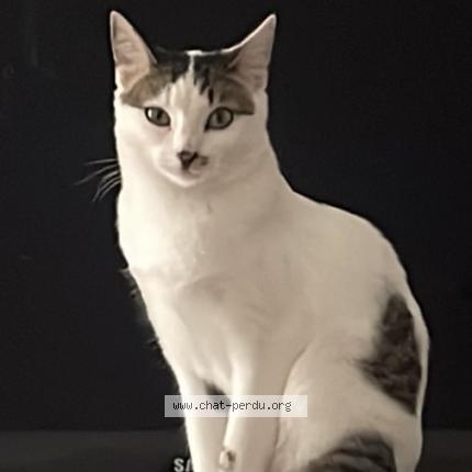 Foto 1/1 Arthemis Chat perdido en Toulon