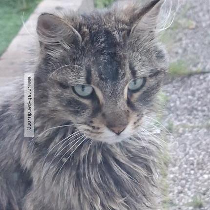 Foto 2/3 Gato encontrado Encontrado en Maizieres les metz