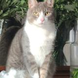 Foto del gato perdido en Choisy Au Bac