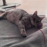 Foto del gato perdido en Franois