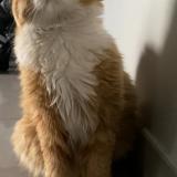 Foto del gato perdido en Gignac La Nerthe