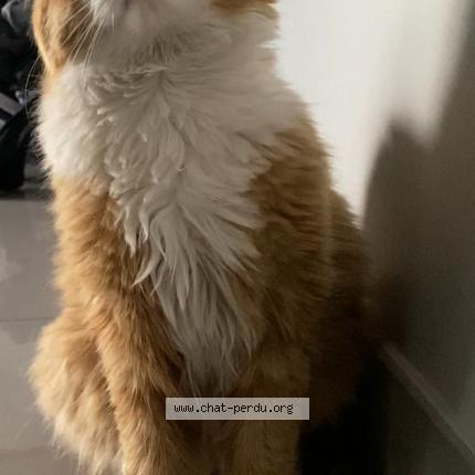 Foto 1/1 Simba Chat perdido en Gignac la nerthe