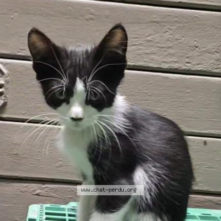 Foto 1/1 Poupette Chat perdido en Marseille