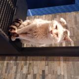 Foto del gato perdido en Escautpont