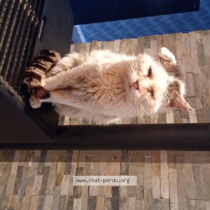 Foto 1/1 Minouche Chat perdido en Escautpont