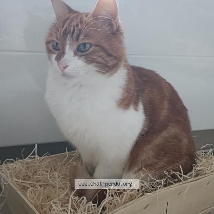 Foto 1/1 Milky Chat perdido en Saint martin des monts