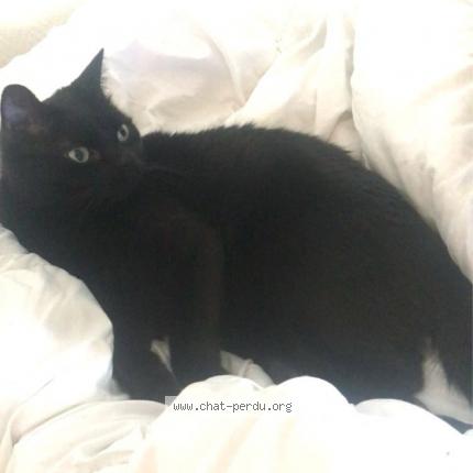 Foto 1/1 Tupac Chat perdido en Vignacourt