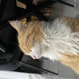 Foto del gato perdido en Gignac La Nerthe