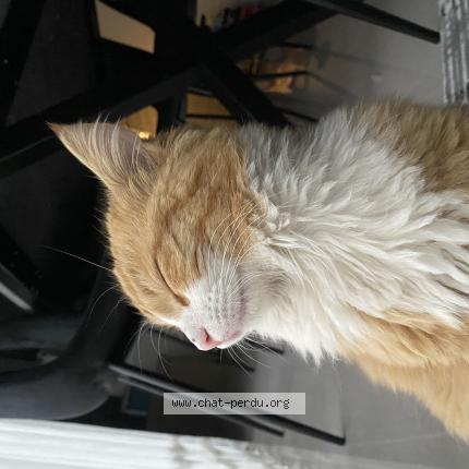 Foto 1/1 Simba Chat perdido en Gignac la nerthe