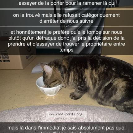 Foto 1/1 Gato encontrado Encontrado en Rennes