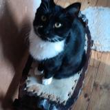 Foto del gato perdido en Guebwiller