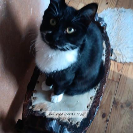 Foto 1/1 Soca Chat perdido en Guebwiller