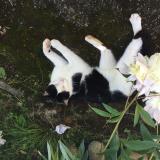 Foto del gato perdido en Moliets