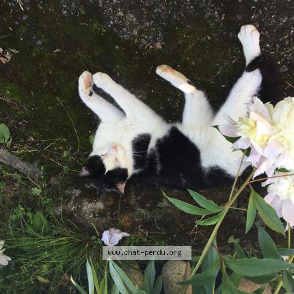 Foto 1/1 Diablo Chat perdido en Moliets