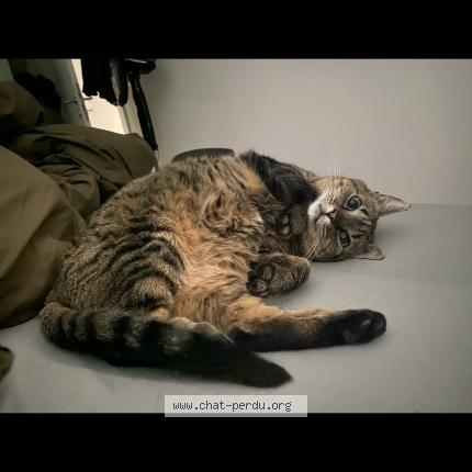 Foto 1/1 Kaly Chat perdido en Lovens