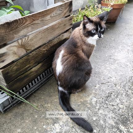 Foto 2/2 Chaussette Chat perdido en Barberaz