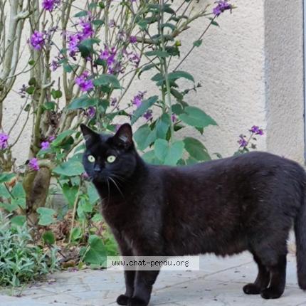 Foto 1/1 Jin Chat perdido en La chapelle gauthier