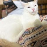 Foto del gato perdido en Kolkata