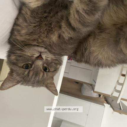 Foto 1/1 Tigrou Chat perdido en Villeneuve d ascq