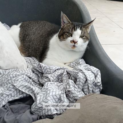 Foto 1/1 Moustache Chat perdido en Marigne laille