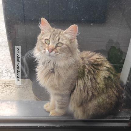 Foto 1/1 Gato encontrado Encontrado en Le loroux bottereau