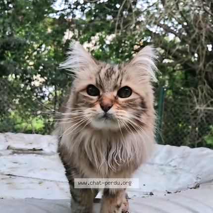 Foto 1/1 Kiwi ? Chat perdido en Castres