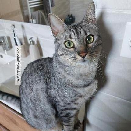 Foto 1/1 Meeko Chat perdido en Loyettes