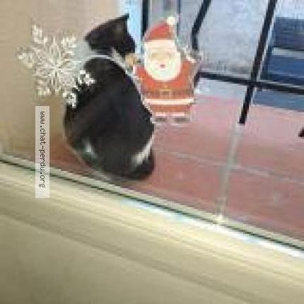 Foto 1/1 louna Chat perdido en Marseille