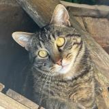 Foto del gato perdido en Saules