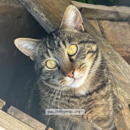 Foto 1/1 Oslo Chat perdido en Saules