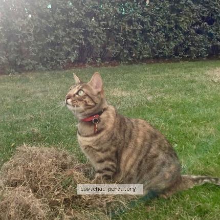 Foto 1/1 Simone Chat perdido en Paris