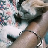 Foto del gato perdido en Coimbatore