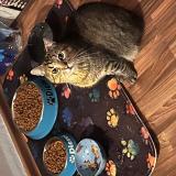 Foto del gato perdido en Vaudreching