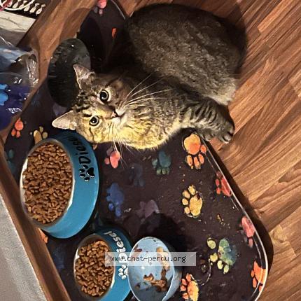 Foto 1/1 Diesel Chat perdido en Vaudreching