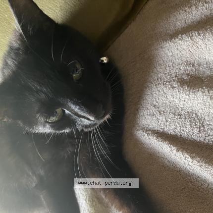 Foto 1/1 Sirius Chat perdido en Lambersart