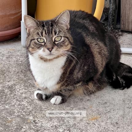 Foto 1/1 Nanna Chat perdido en Montesson