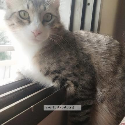 Foto 1/1 Sizzer Chat perdido en Karachi