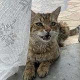 Foto del gato perdido en La Talaudiere