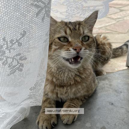 Foto 1/1 Yoshi Chat perdido en La talaudiere