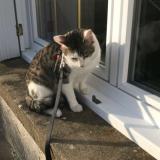 Foto del gato perdido en Maille