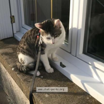 Foto 1/1 Simba Chat perdido en Maille