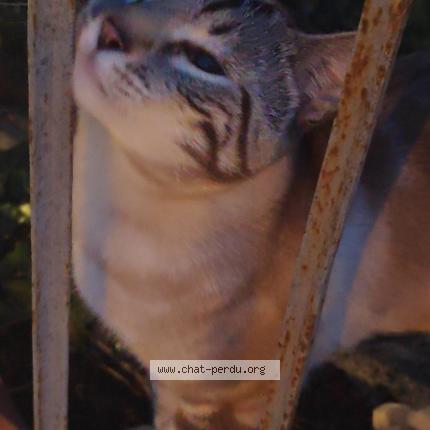 Foto 1/1 Myrio Chat perdido en Saint vit