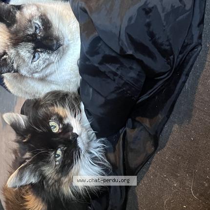 Foto 1/1 Kiki Chat perdido en Roquefort