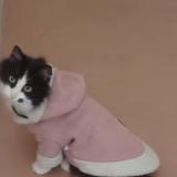 Foto del gato perdido en Freyming Merlebach