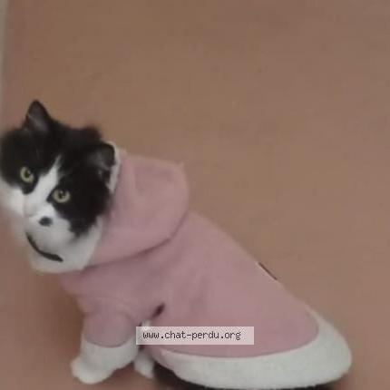 Foto 1/1 Ellie Chat perdido en Freyming merlebach