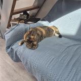 Foto del gato perdido en Vaux Sur Mer