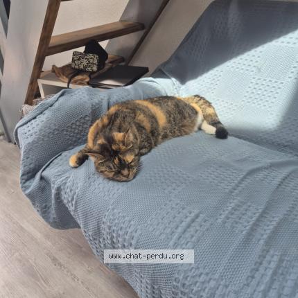 Foto 1/1 Fraise Chat perdido en Vaux sur mer