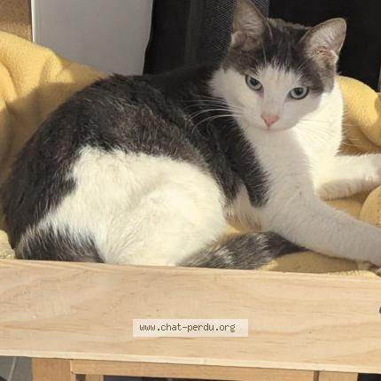 Foto 1/1 Toon Chat perdido en Chemy