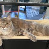 Foto del gato perdido en Lillers