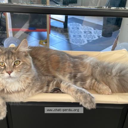 Foto 1/1 Vecna Chat perdido en Lillers